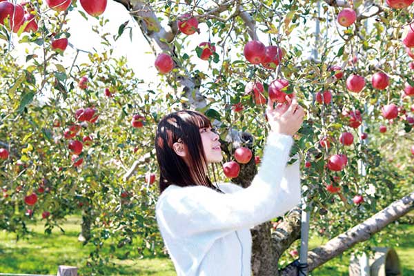 りんご体験
