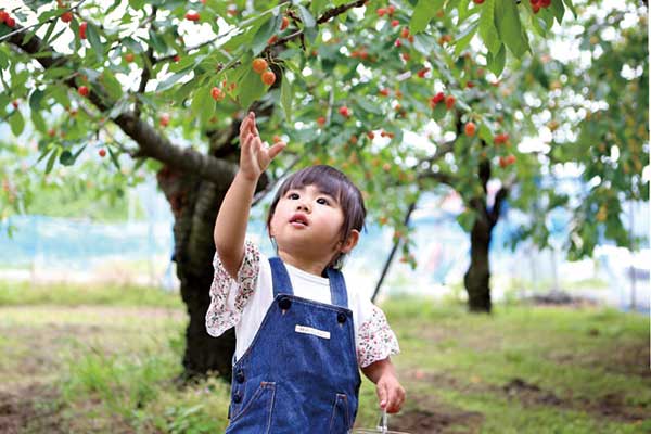 その他のフルーツ体験