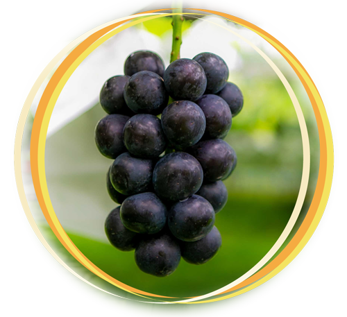 ぶどう