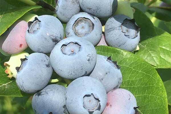 ブルブルファーム20（ニレイ）