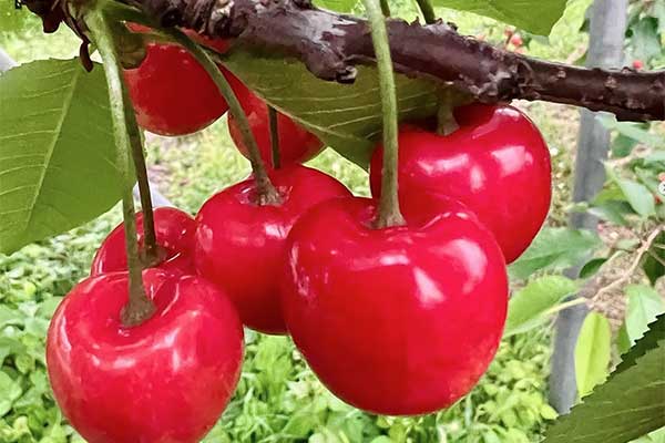 フルーツのみやがわ