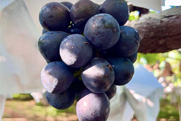 フルーツのみやがわ