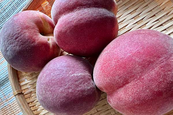 かないさんちのまごころ農園