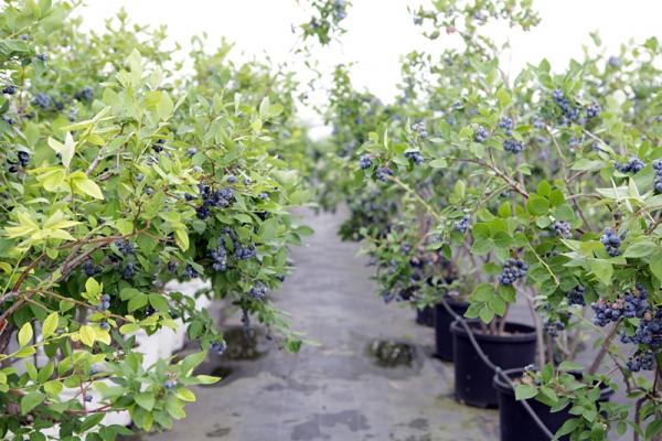 ブルーベリー農園「森の畑」