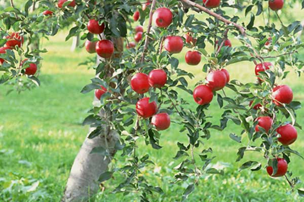 中条フルーツ農場