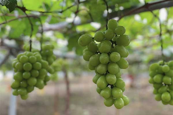 信州須坂太田農園