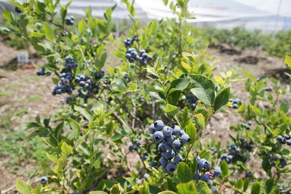 そのさとブルーベリー農園