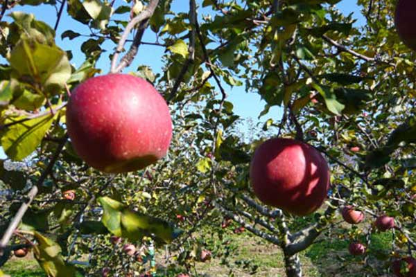 やまとフルーツ農園