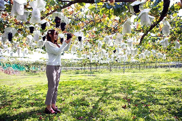 (15)ぶどう狩り