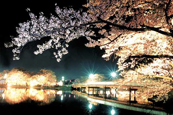 (11)臥竜公園の夜桜