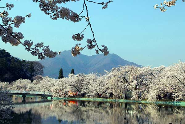 (16)臥竜公園の桜