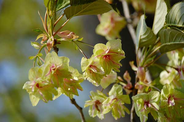 (17)御衣黄さくら