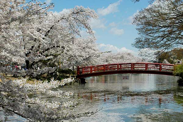 (19)臥竜公園の桜