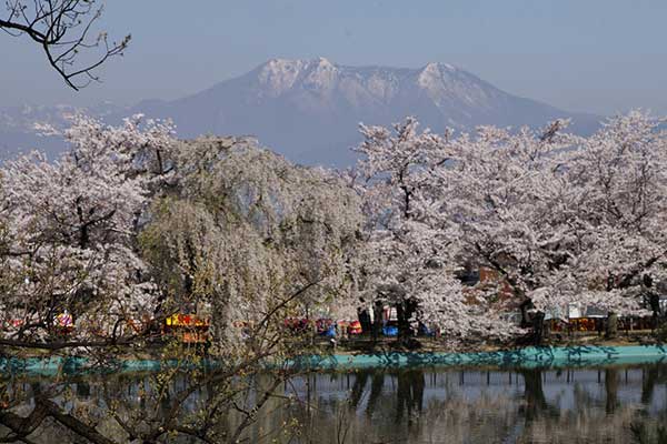 (29)臥竜公園の桜