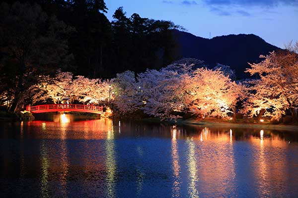 (44)臥竜公園の桜