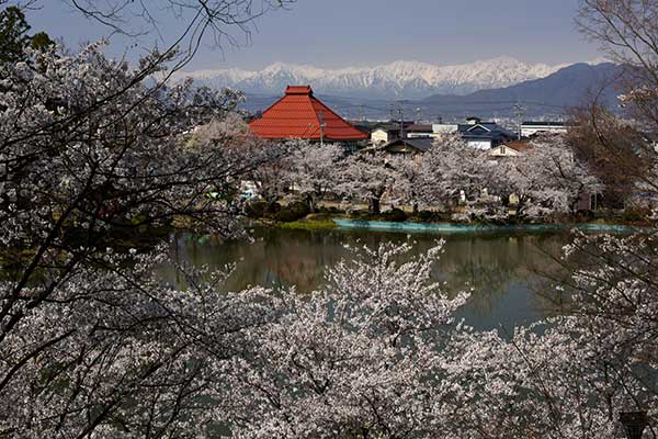(47)臥竜公園の桜