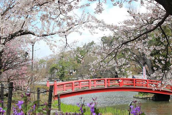 (51)臥竜公園の桜
