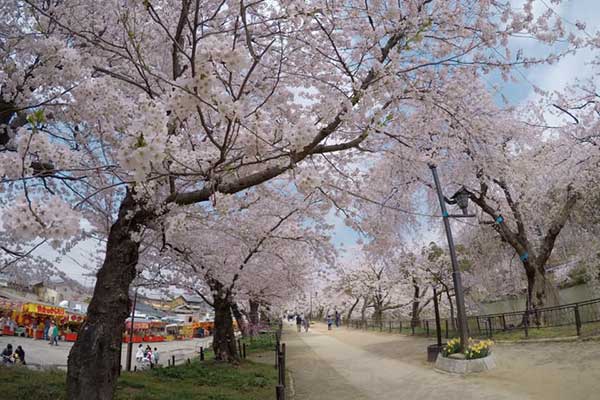 (53)臥竜公園の桜