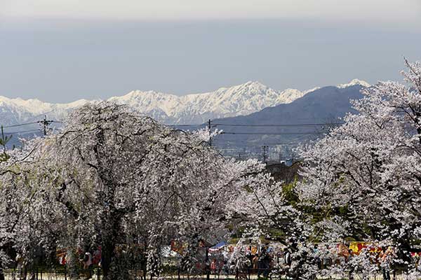 (54)臥竜公園の桜