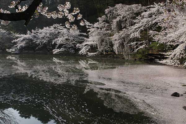 (57)臥竜公園の桜