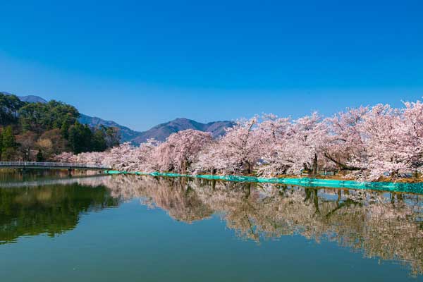 (59)臥竜公園の桜