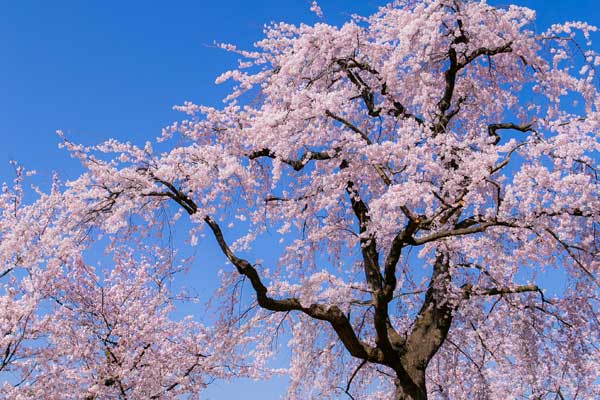 (62)臥竜公園の桜