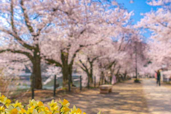 (63)臥竜公園の桜