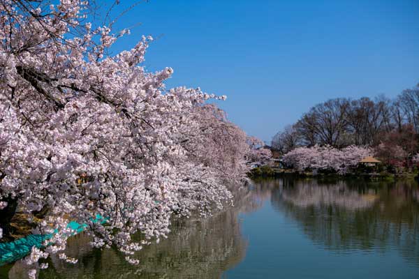 (66)臥竜公園の桜