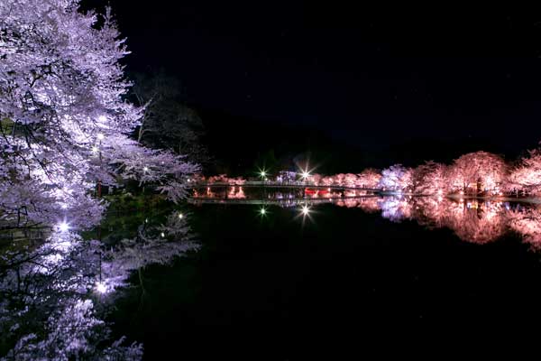 (69)臥竜公園の桜