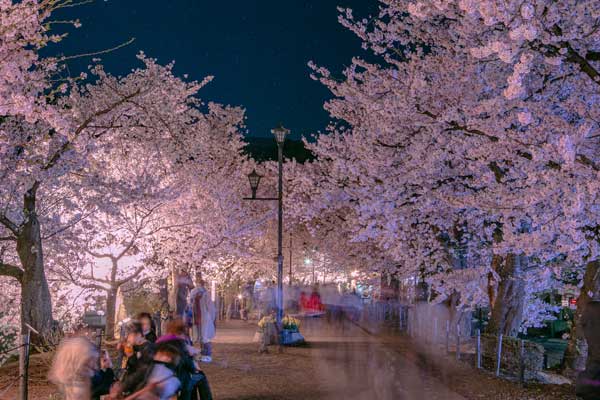 (71)臥竜公園の桜