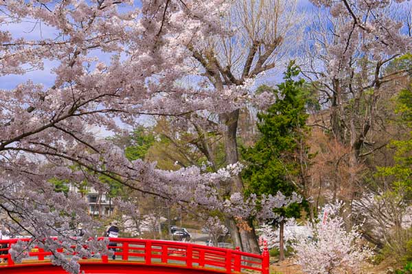 (72)臥竜公園の桜