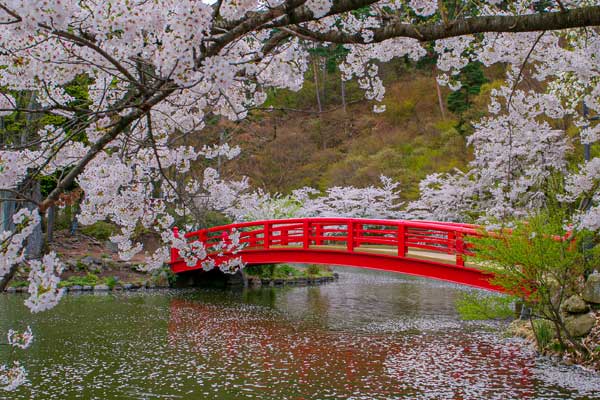 (73)臥竜公園の桜