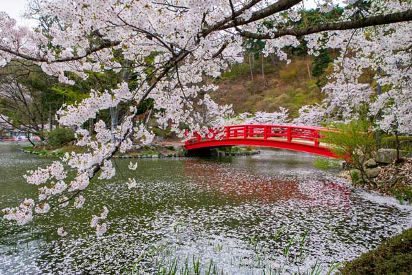 (74)臥竜公園の桜