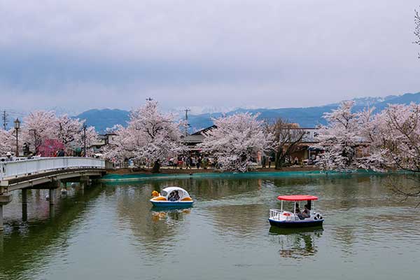 (79)臥竜公園の桜