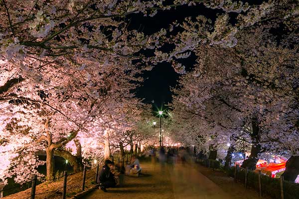 (81)臥竜公園の桜
