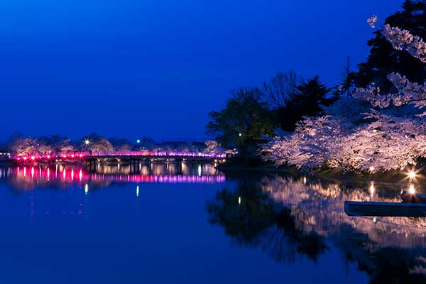 (83)臥竜公園の桜