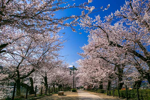 (84)臥竜公園の桜