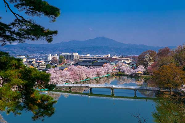 (85)臥竜公園の桜