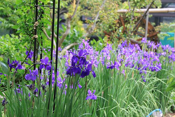 (7)オープンガーデン