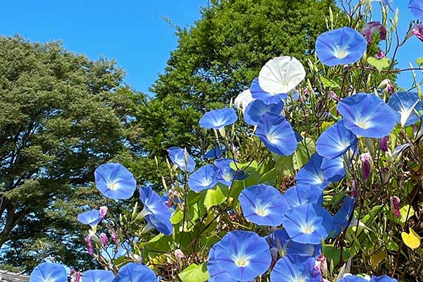 (47)田中本家博物館