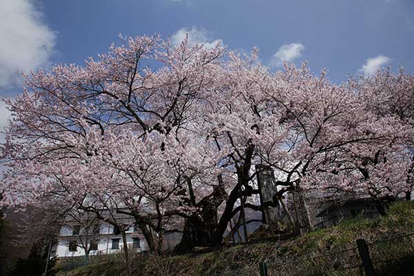 (9)地蔵堂の桜