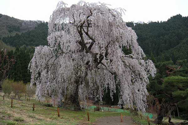 (14)弁天さんの桜