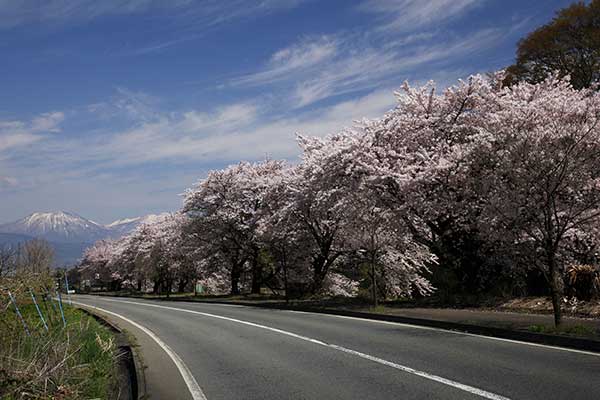 (18)仁礼の桜並木