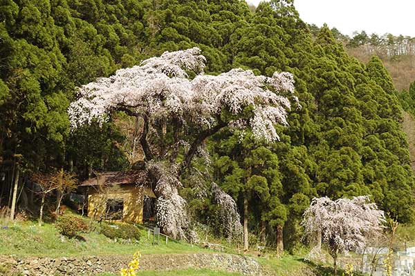 (24)大日向観音堂
