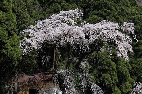 (25)大日向観音堂