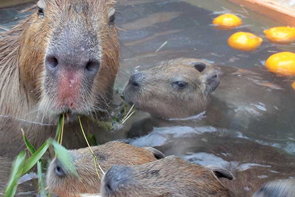 (5)カピバラ