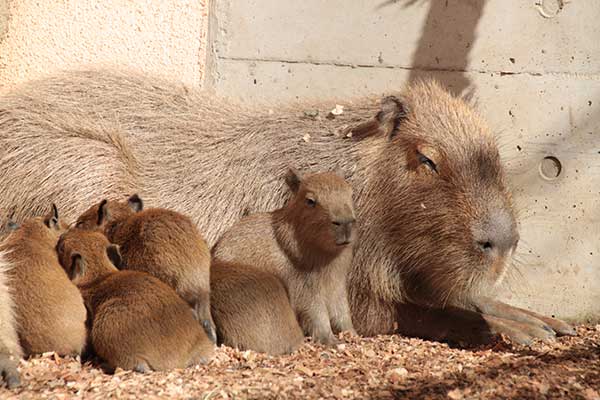 (6)カピバラ